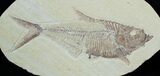 Detailed Diplomystus Fossil Fish (ON EBAY) #3782-1